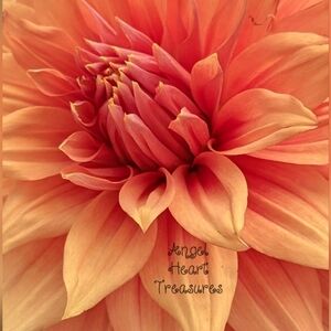 5x7 Original Photography Orange Dahlia Up Close Flower Bloom